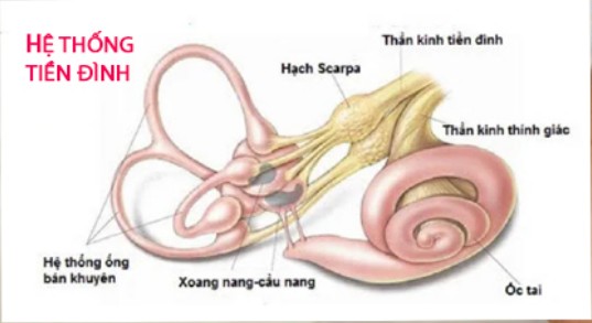 Rối Loạn Tiền Đình