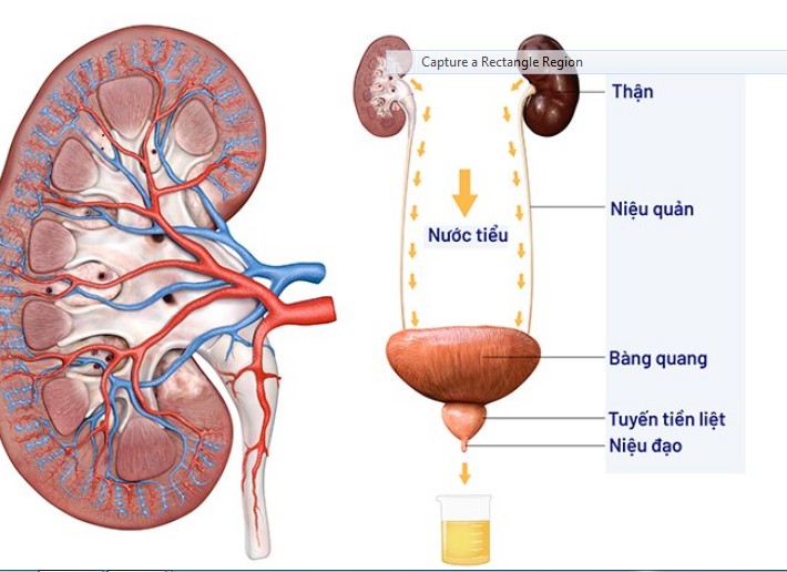 Hệ Bài Tiết Nước Tiểu