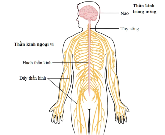 Vị Trí Dây Thần Kinh Tọa